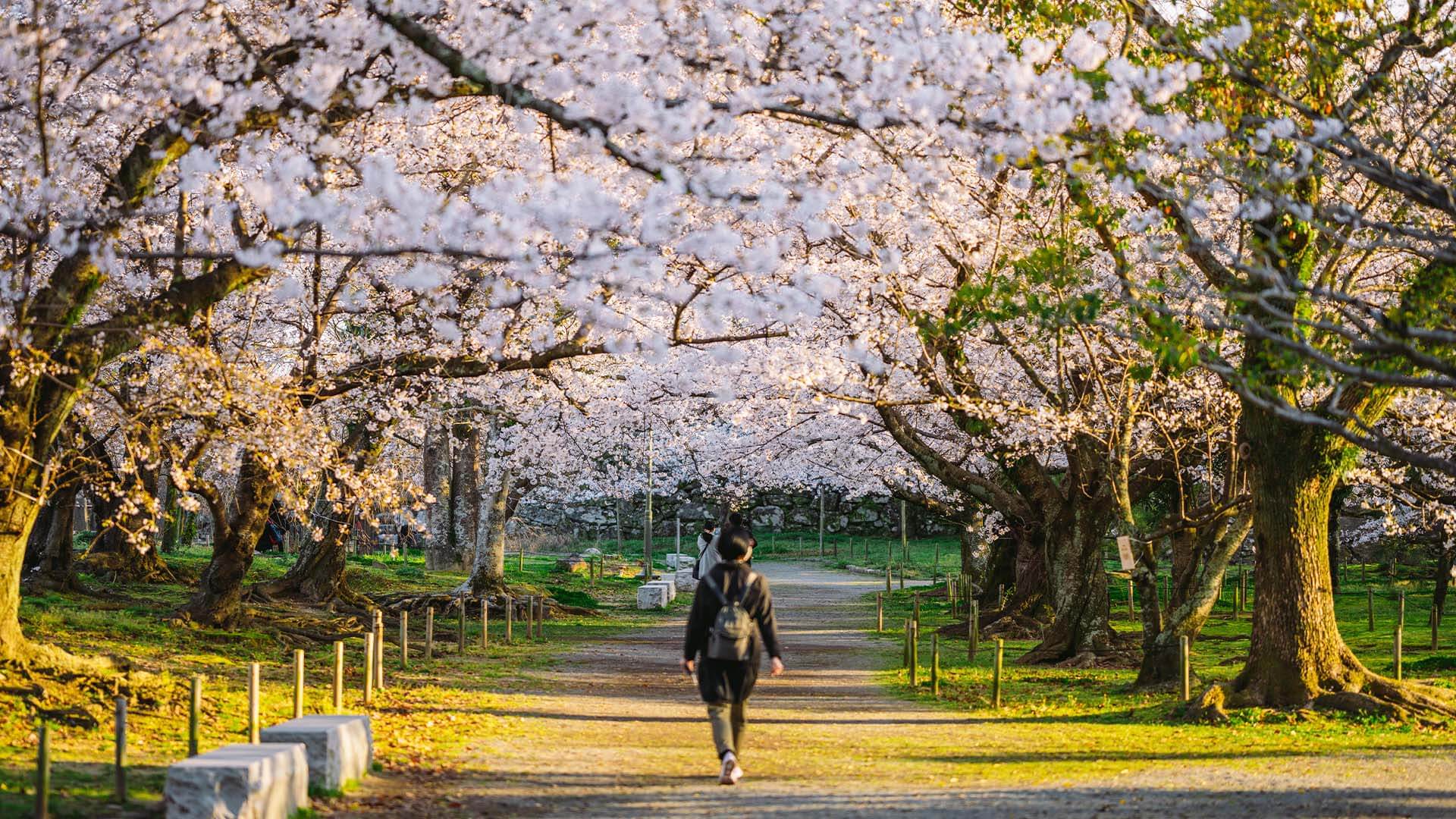 舞鶴公園
