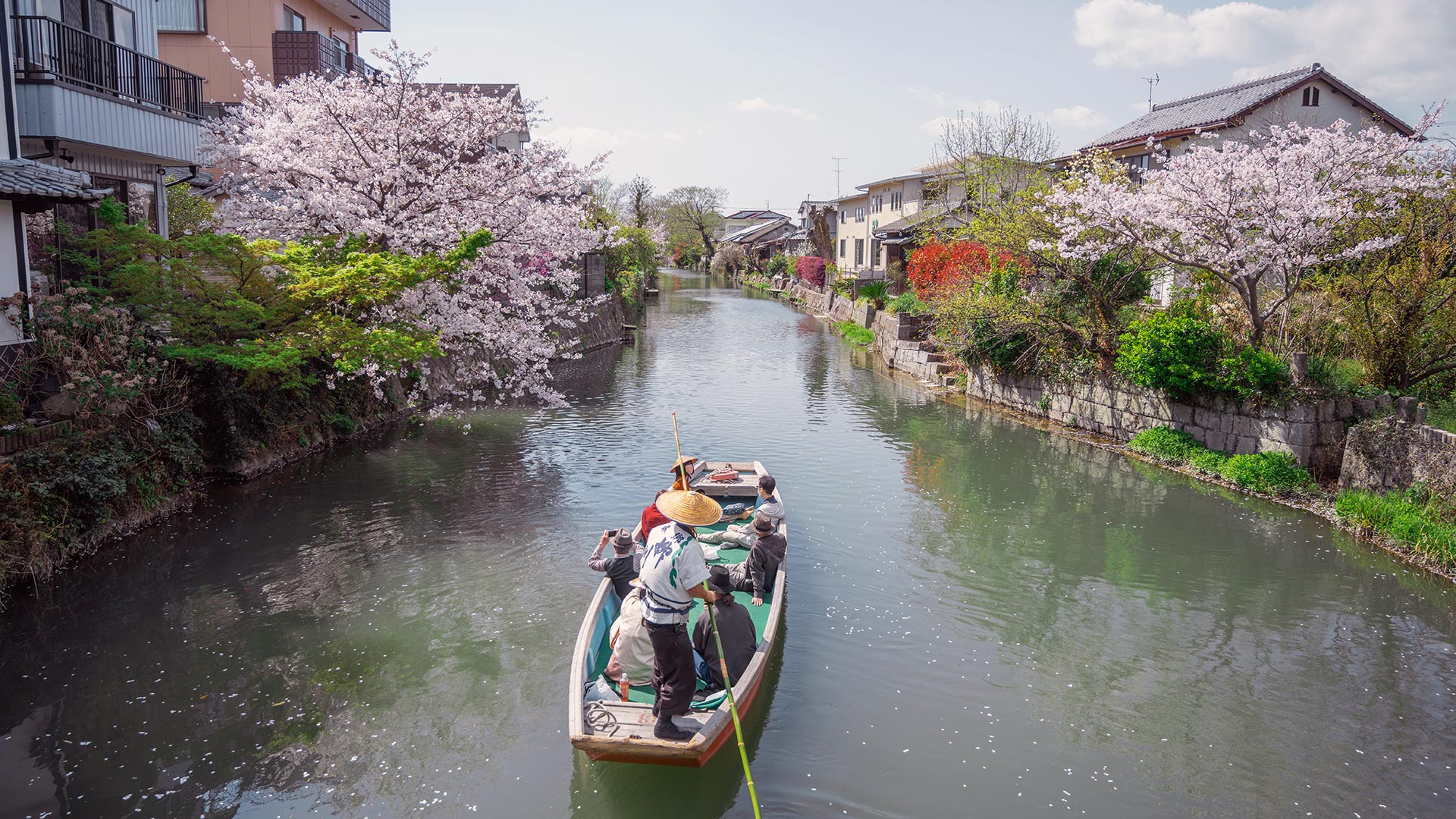 柳川遊船賞櫻