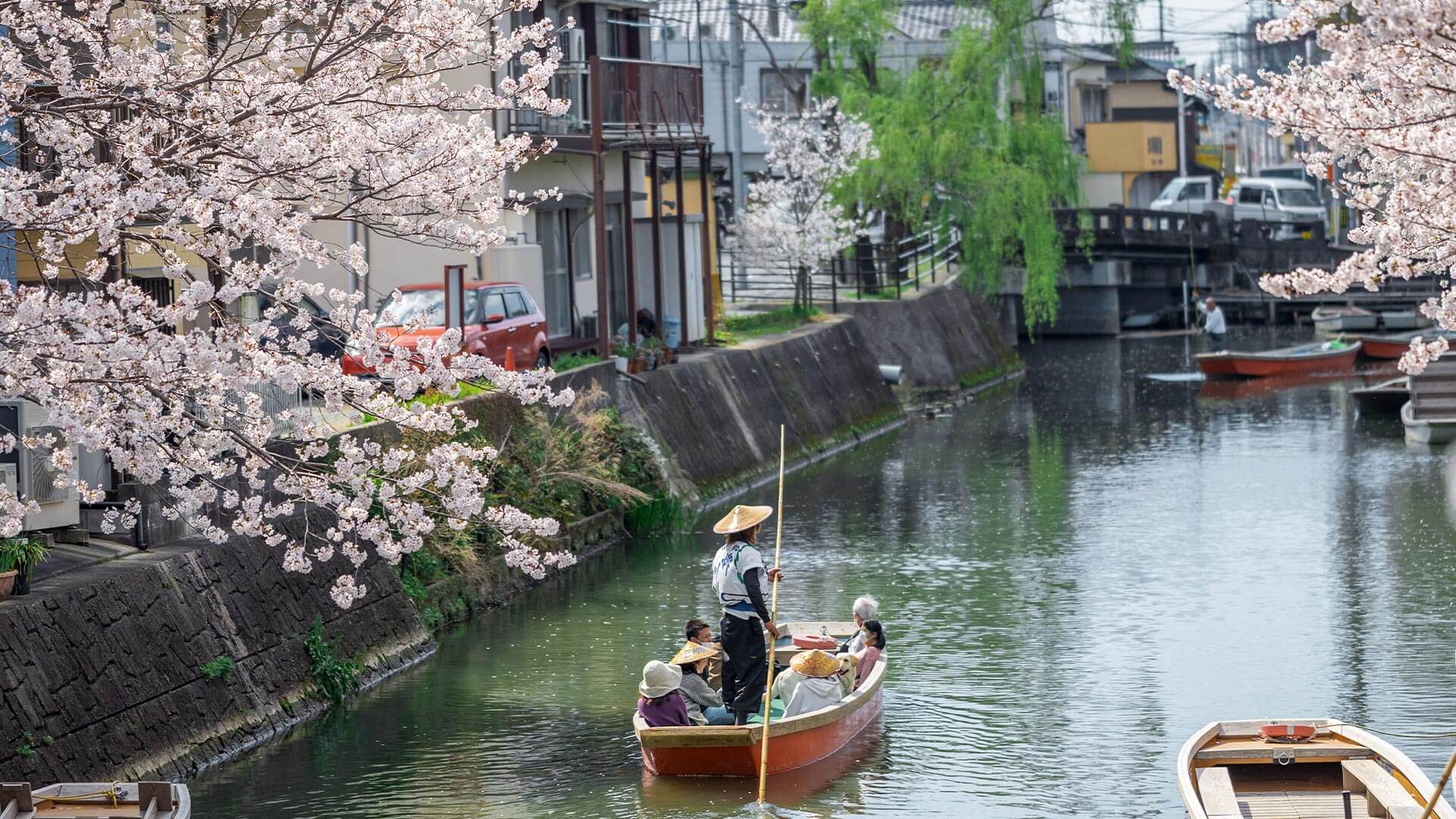 柳川遊船賞櫻