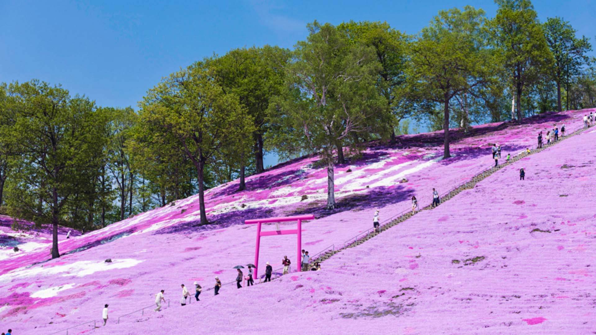 東藻琴芝櫻公園