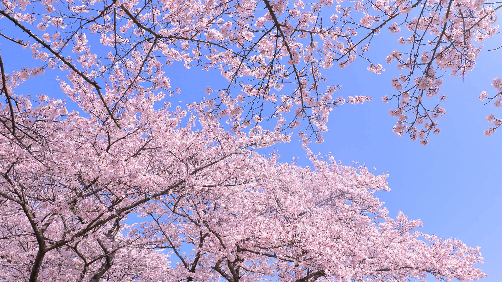 朝日之丘公園