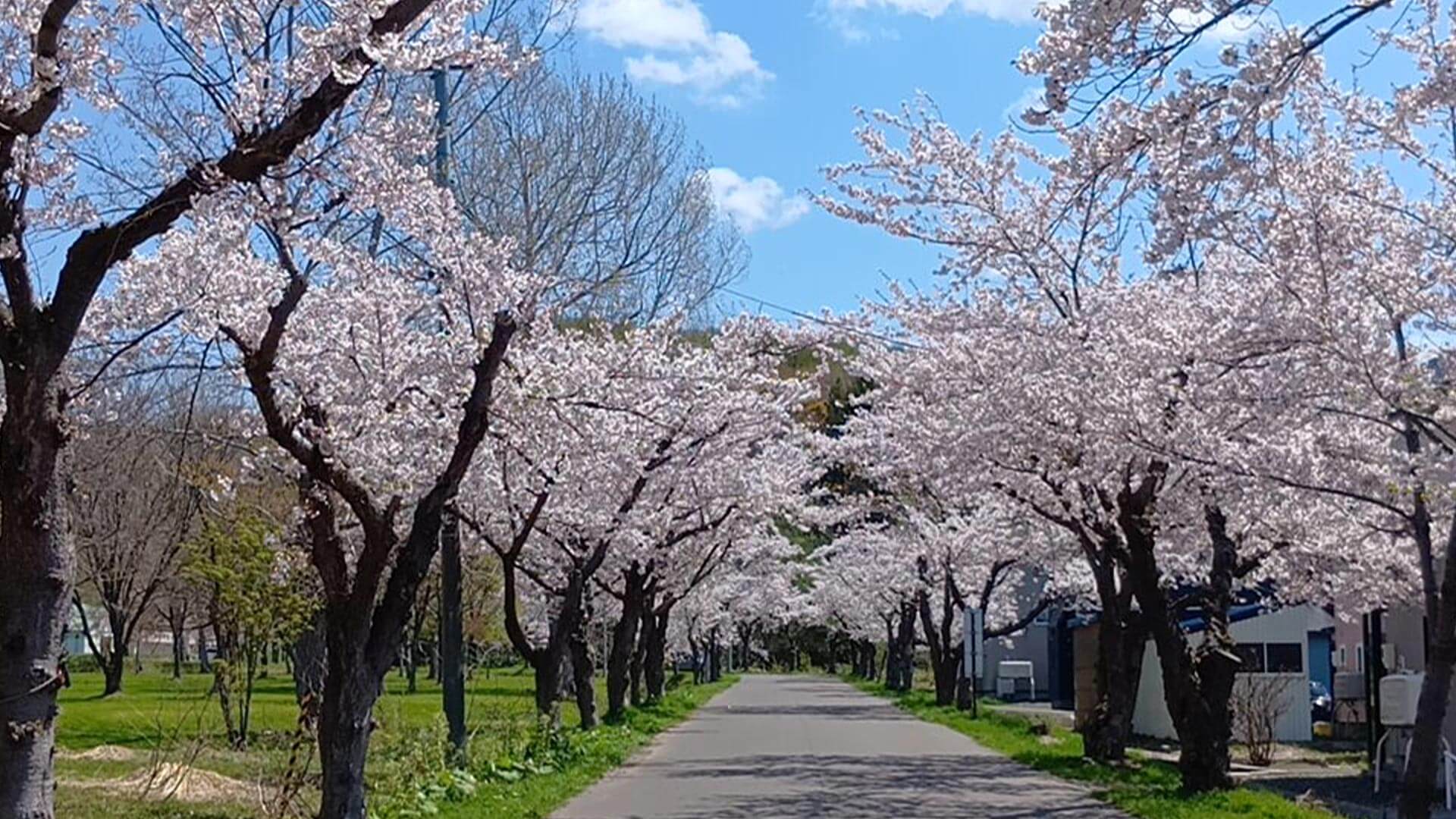 東明公園櫻花