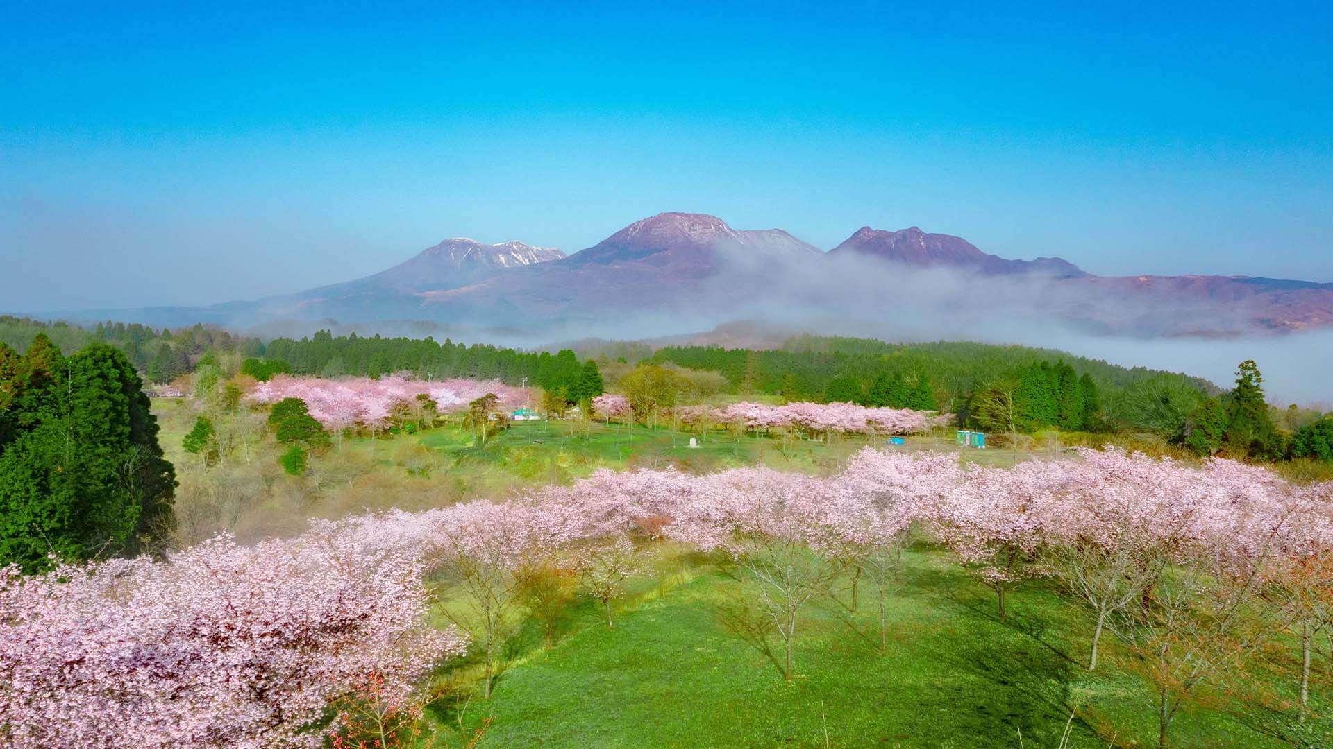 長湯溫泉 枝垂櫻之里