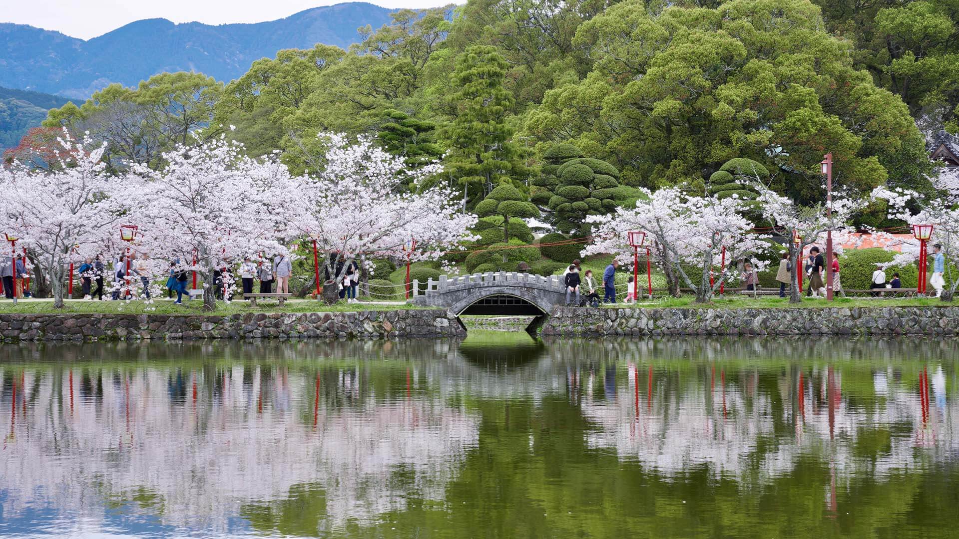 小城公園｜千本櫻景